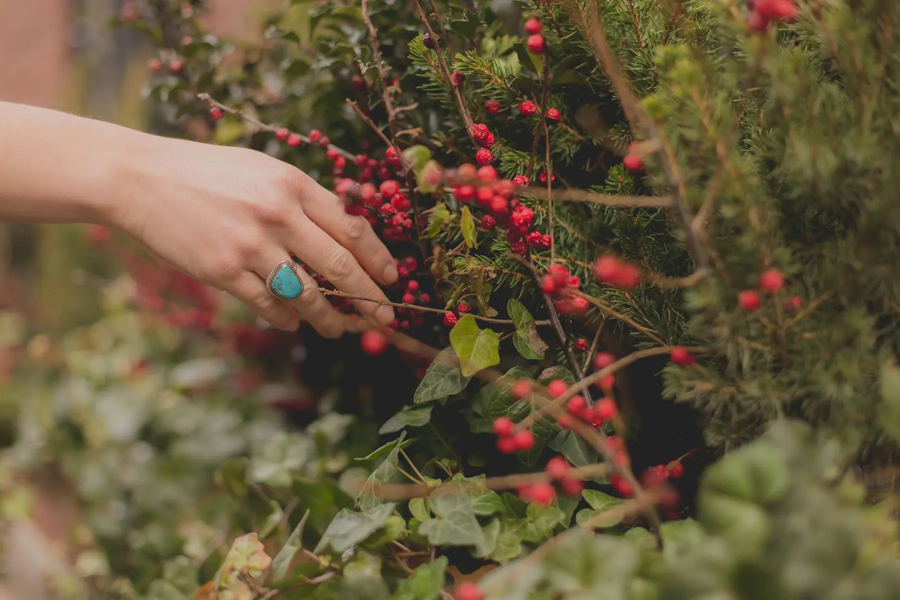 Een hand reikt naar rode bessen tussen groen; sfeerbeeld, niet de tuin van Onderdak