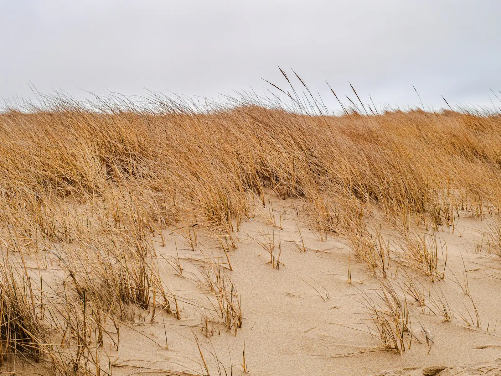 Marram grass on a dune slope under a grey, overcast sky